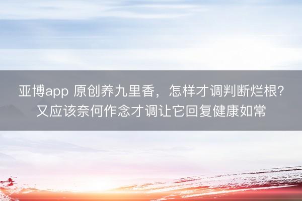 亚博app 原创养九里香，怎样才调判断烂根？又应该奈何作念才调让它回复健康如常
